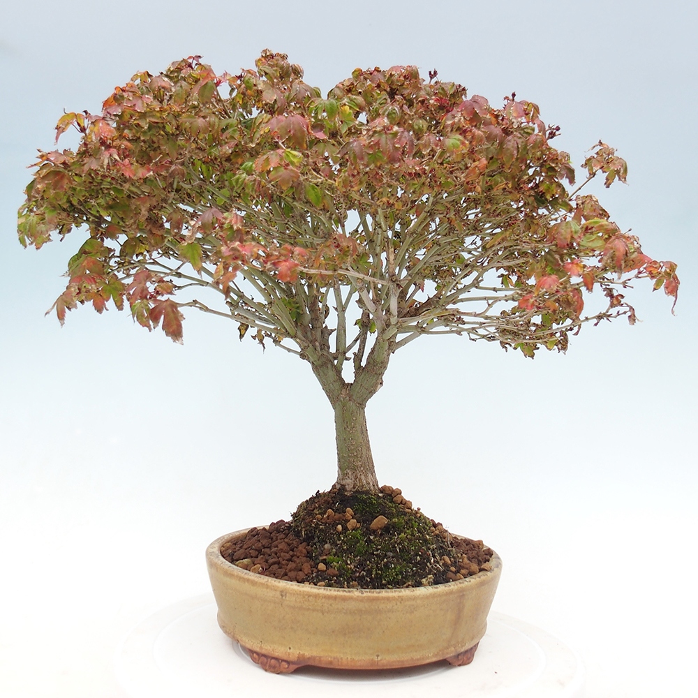 Acer palmatum KIOHIME - Palmeta-esdoorn