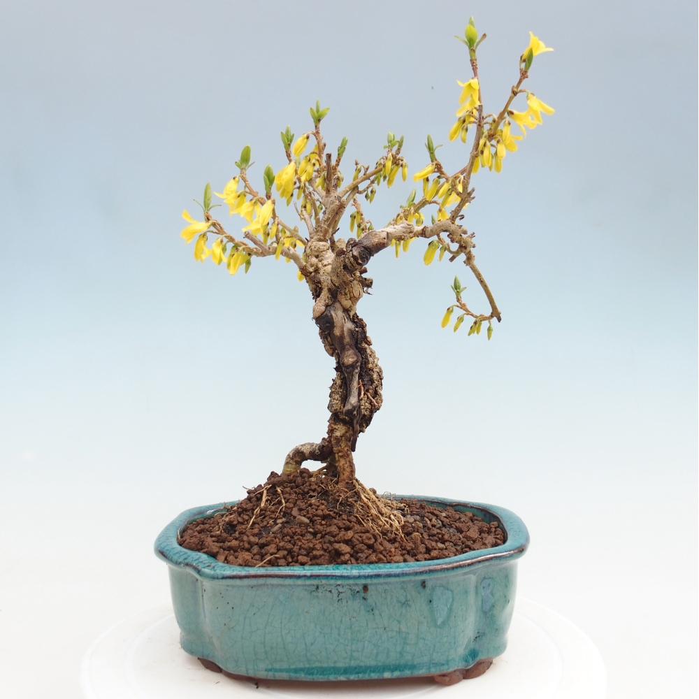 Bonsai voor buiten - Zlatice - Forsythia koreana