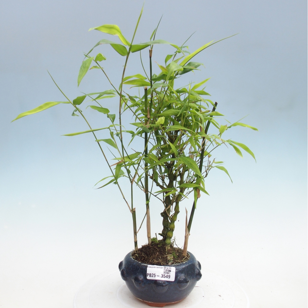 Kamerbonsai - Bamboe budha-Bamboe budha buik