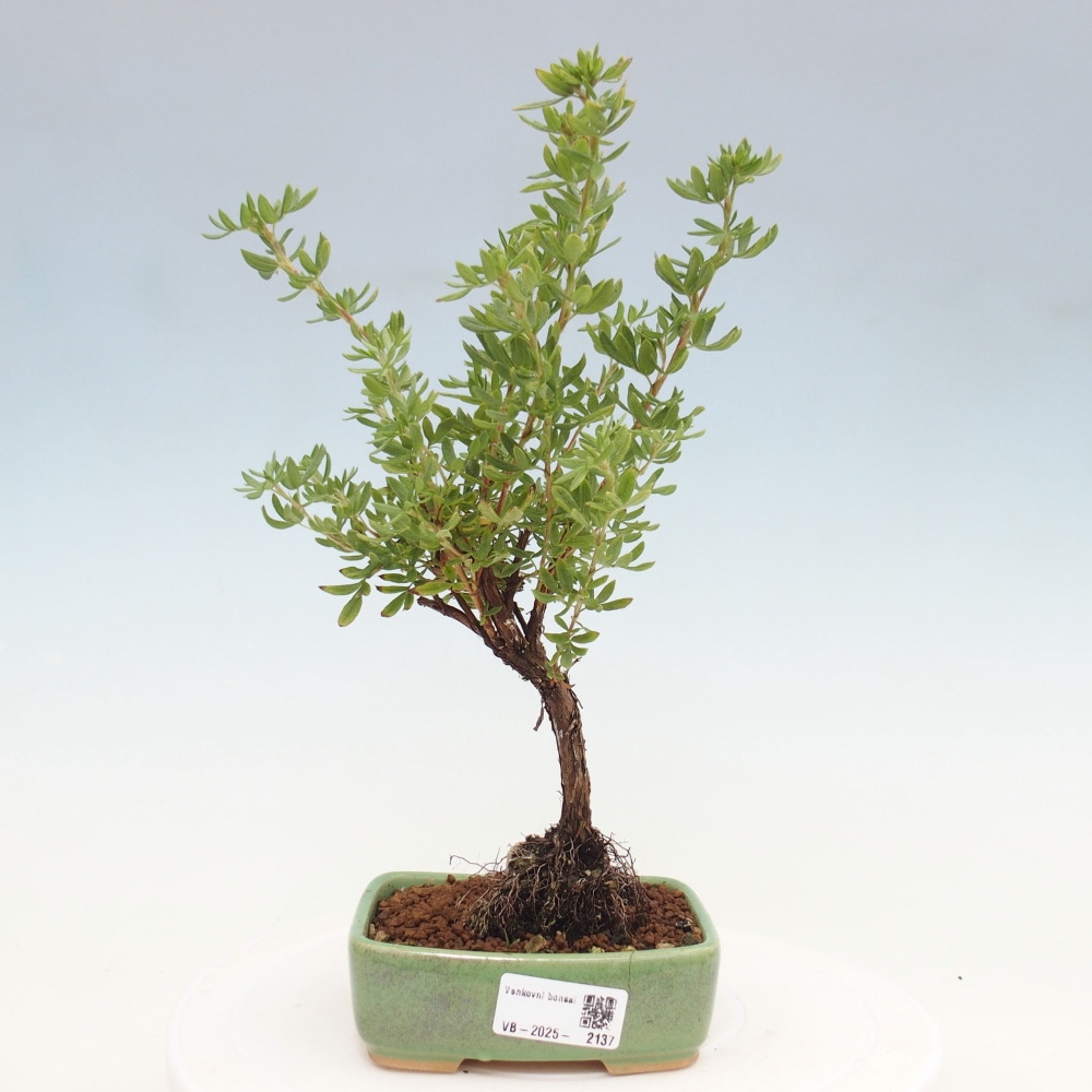 Bonsai voor buiten - Potentila fruticosa gele vogel
