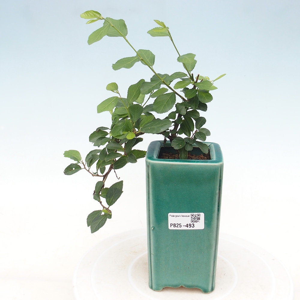 Bonsai - Grewia occidentalis - Lavendel zeester