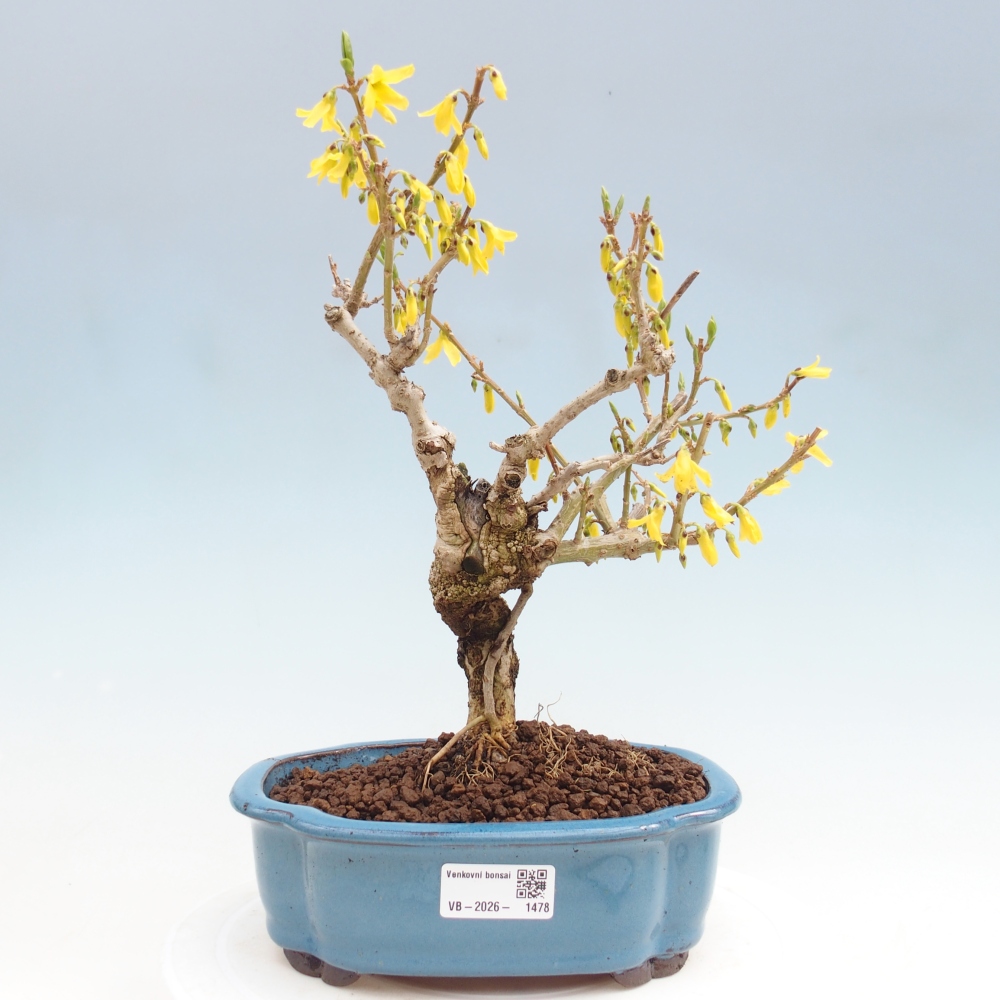 Bonsai voor buiten - Zlatice - Forsythia koreana