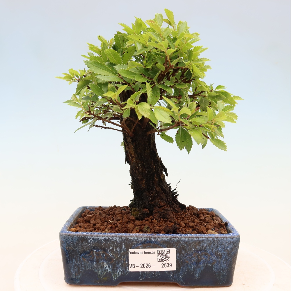 Bonsai voor buiten - Zelkova - Zelkova NIRE