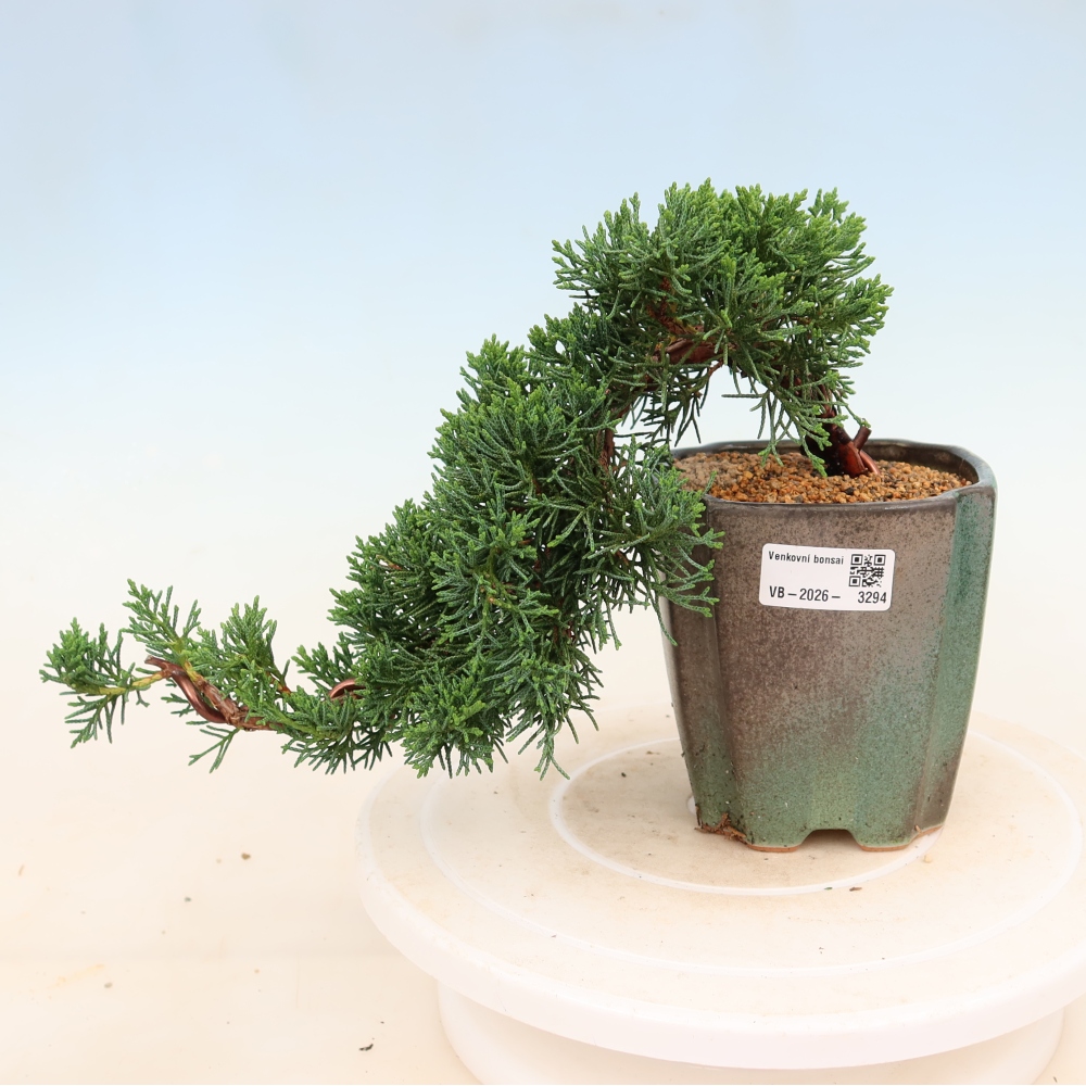 Bonsai voor buiten - Juniperus chinensis Kishu