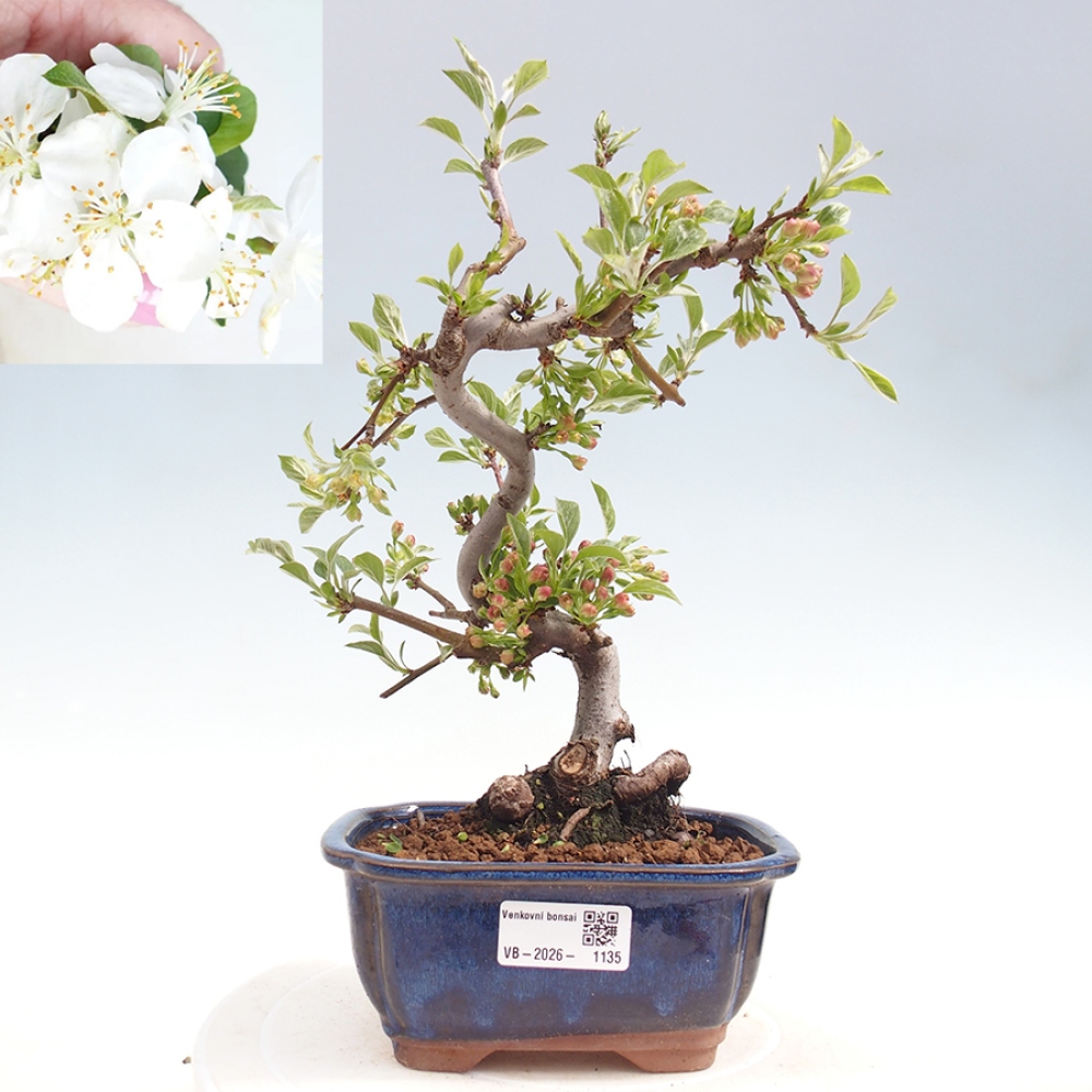 Bonsai voor buiten - Malus sargentii - Appelboom met kleine vruchten