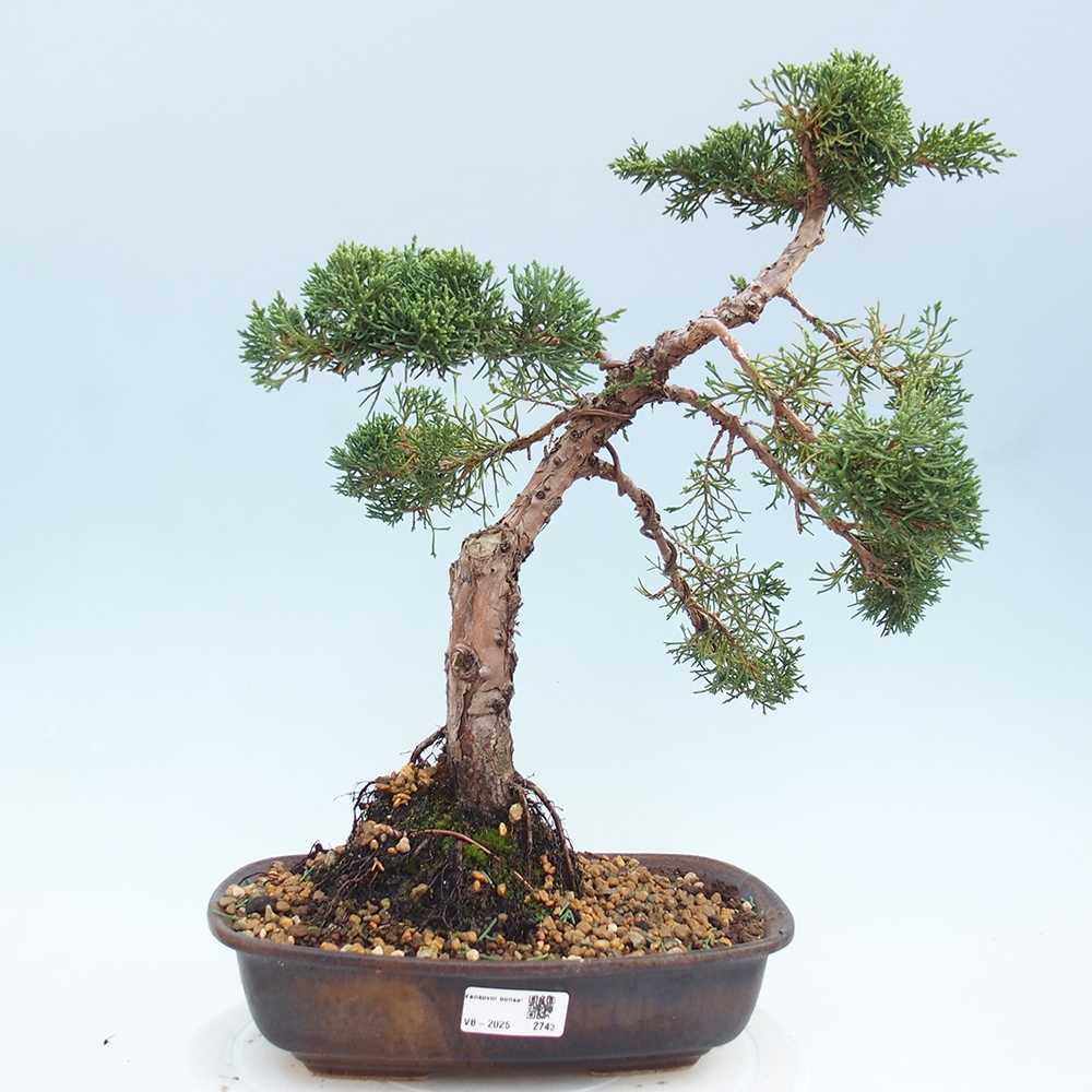 Bonsai voor buiten - Juniperus chinensis Kishu