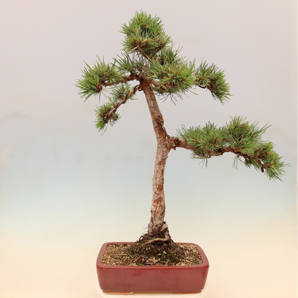 Bonsai voor buiten - Pinus Sylvestris Watererri - grove den