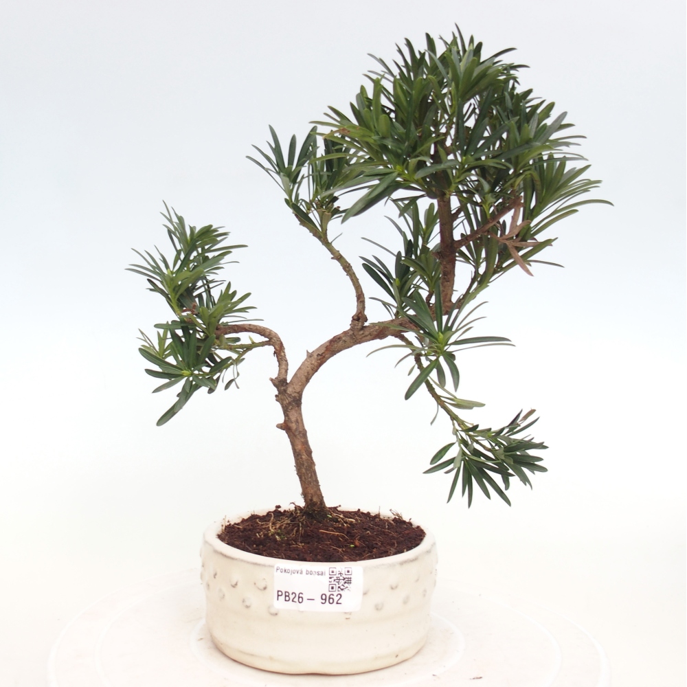 Kamerbonsai - Podocarpus - Taxus