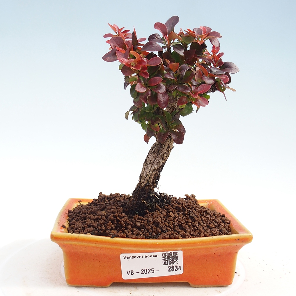 Bonsai voor buiten - Berberis Thunbergii Bagatelle