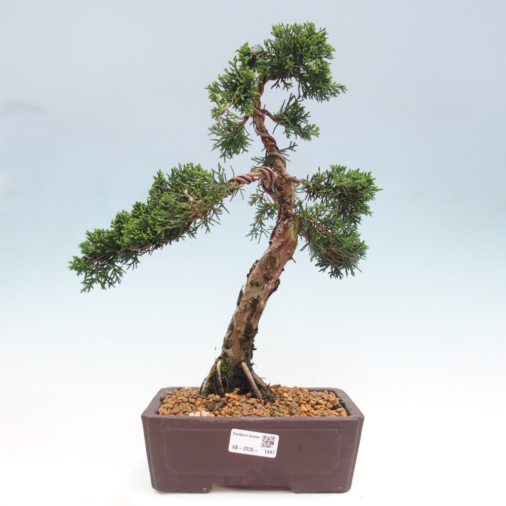 Bonsai voor buiten - Juniperus chinensis Kishu