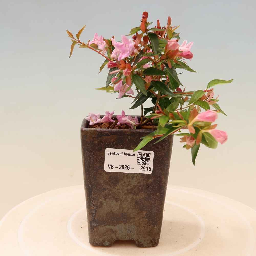 Buitenbonsai - Abelia Edward Goucher - Grootbloemige abelia