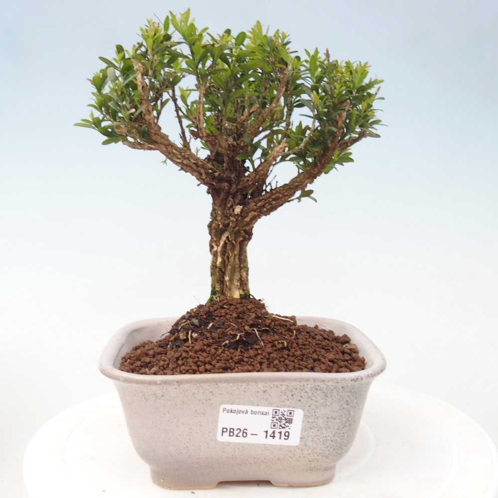 Kamerbonsai - Buxus harlandii - kurk buxus