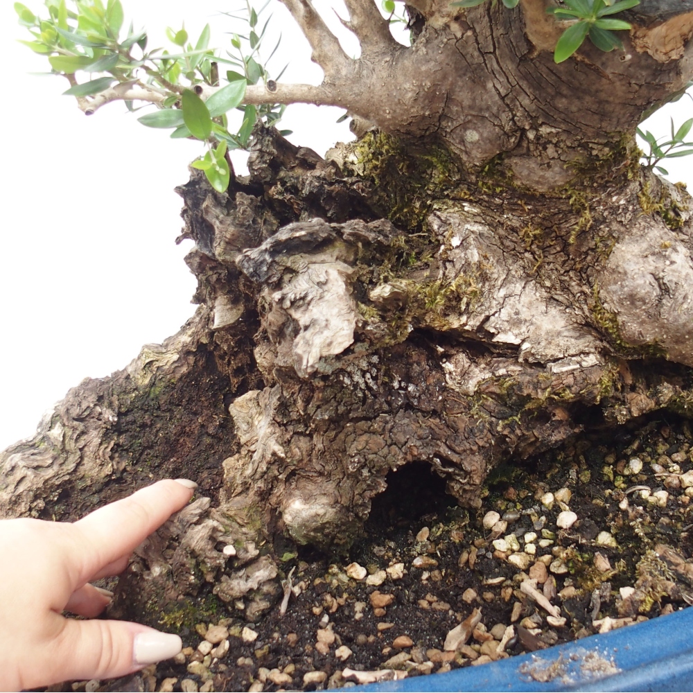 Bonsai voor binnen - Olea europaea sylvestris
