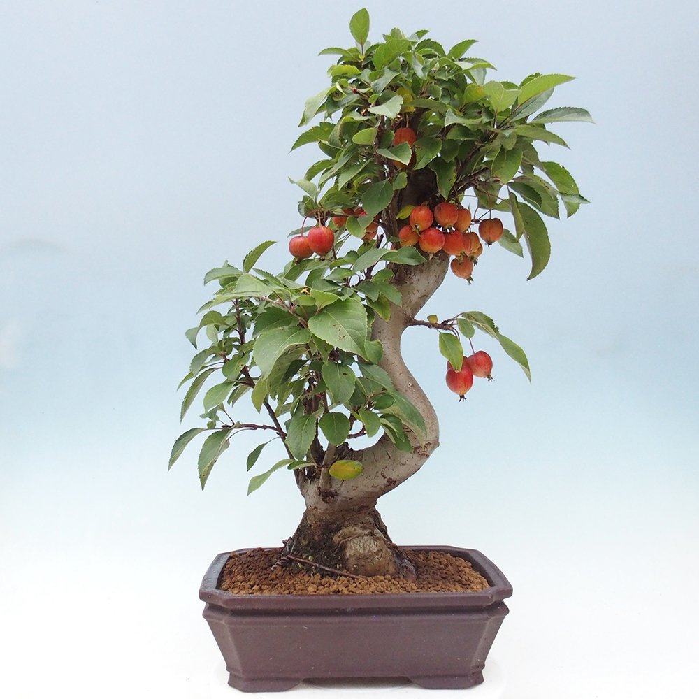 Bonsai voor buiten -Malus halliana - Appelboom met kleine vruchten