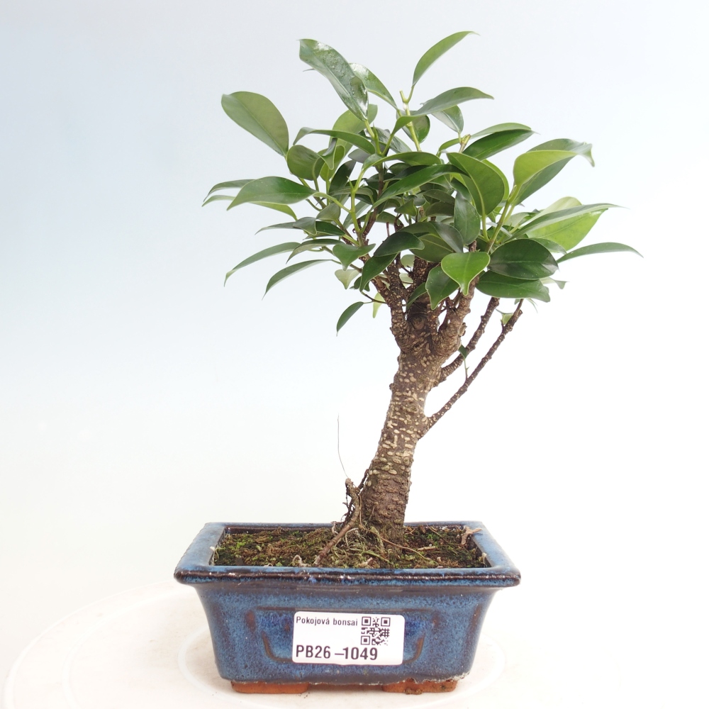 Kamer bonsai Ficus retusa kimmen