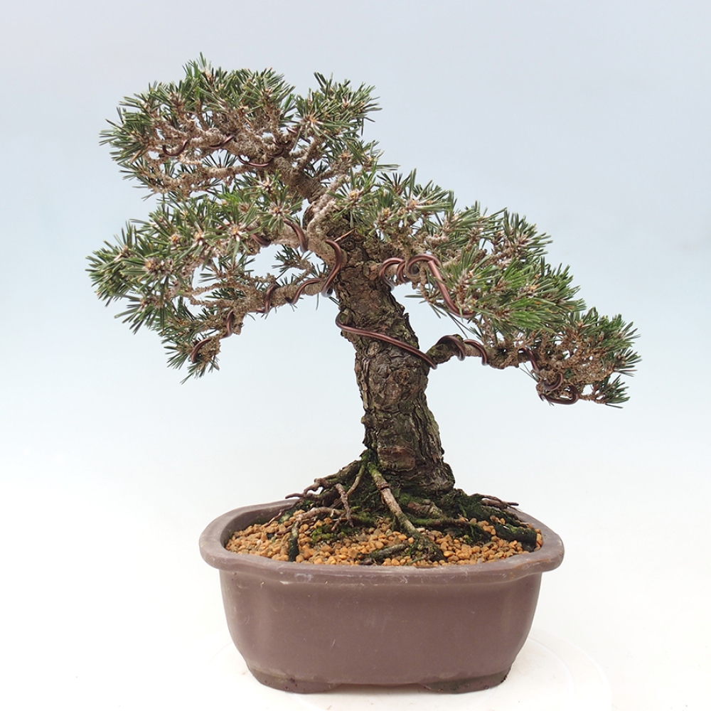 Bonsai voor buiten - Pinus thunbergii Kotobuki - Thunberg den