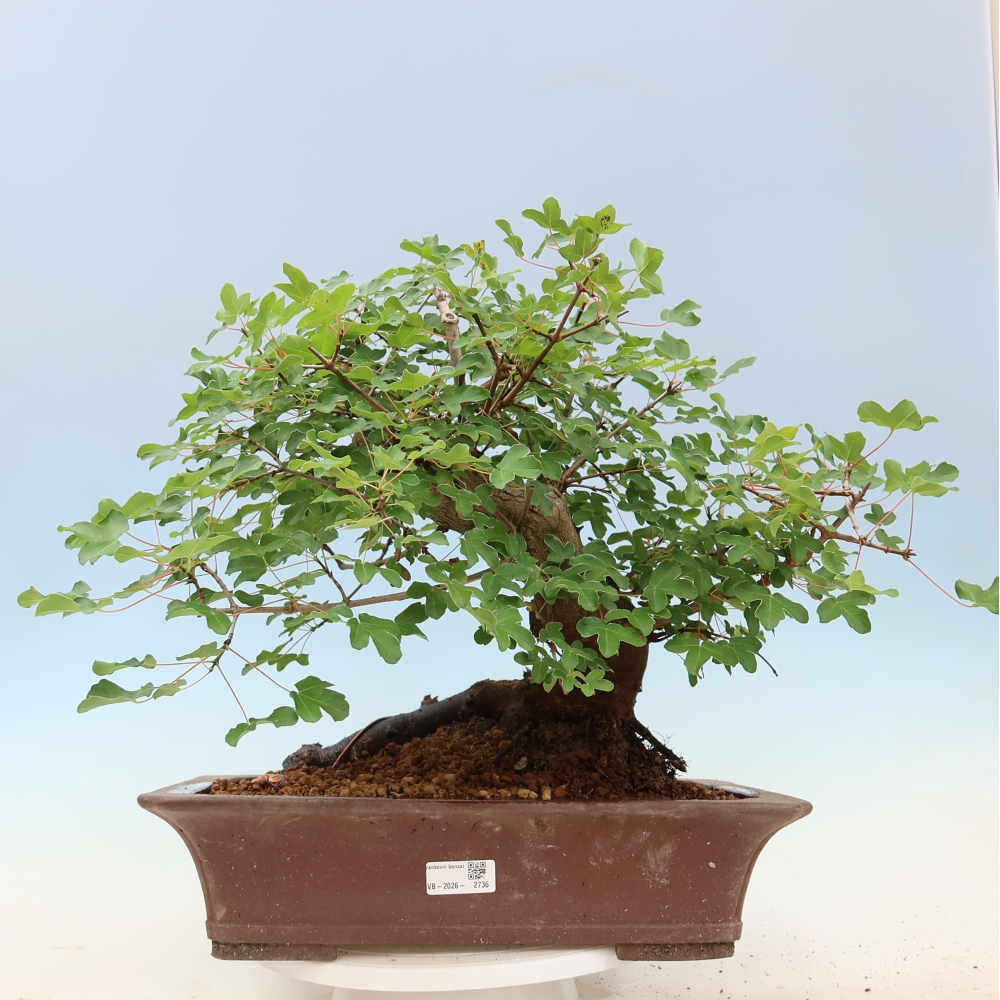 Bonsai voor buiten -Javor babyka - Acer campestre
