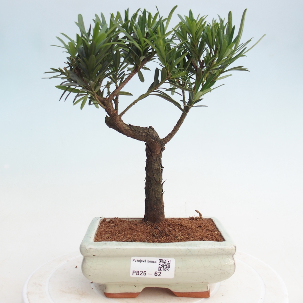 Kamerbonsai - Podocarpus - Taxus