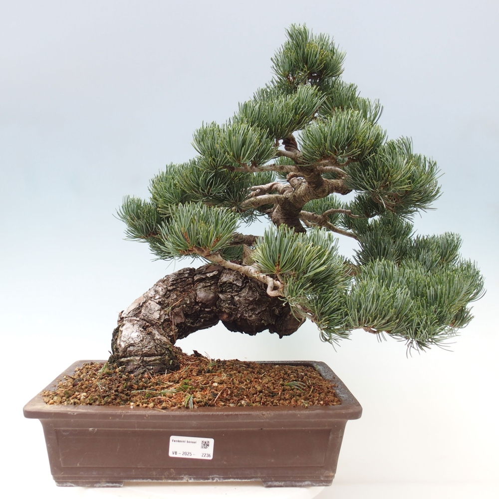 Bonsai voor buiten - Pinus parviflora - Pinus parviflora