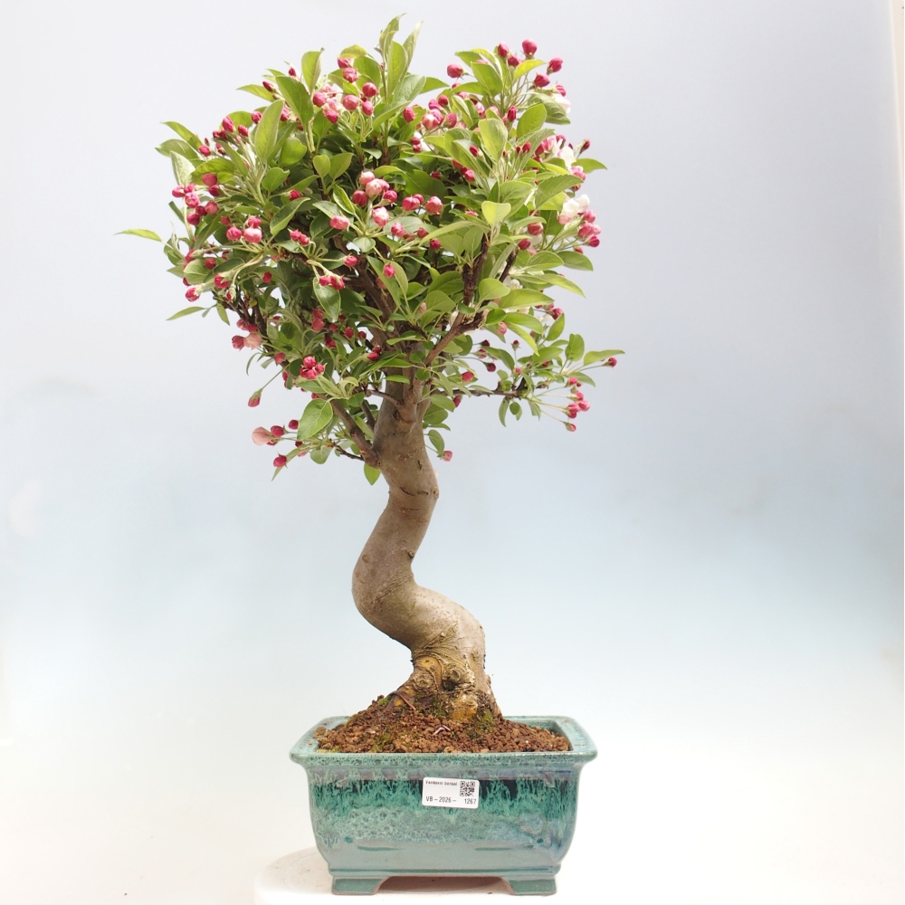 Bonsai voor buiten -Malus halliana - Appelboom met kleine vruchten