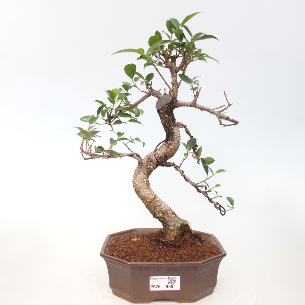 Kamerbonsai - Ficus retusa - kleinbladige ficus