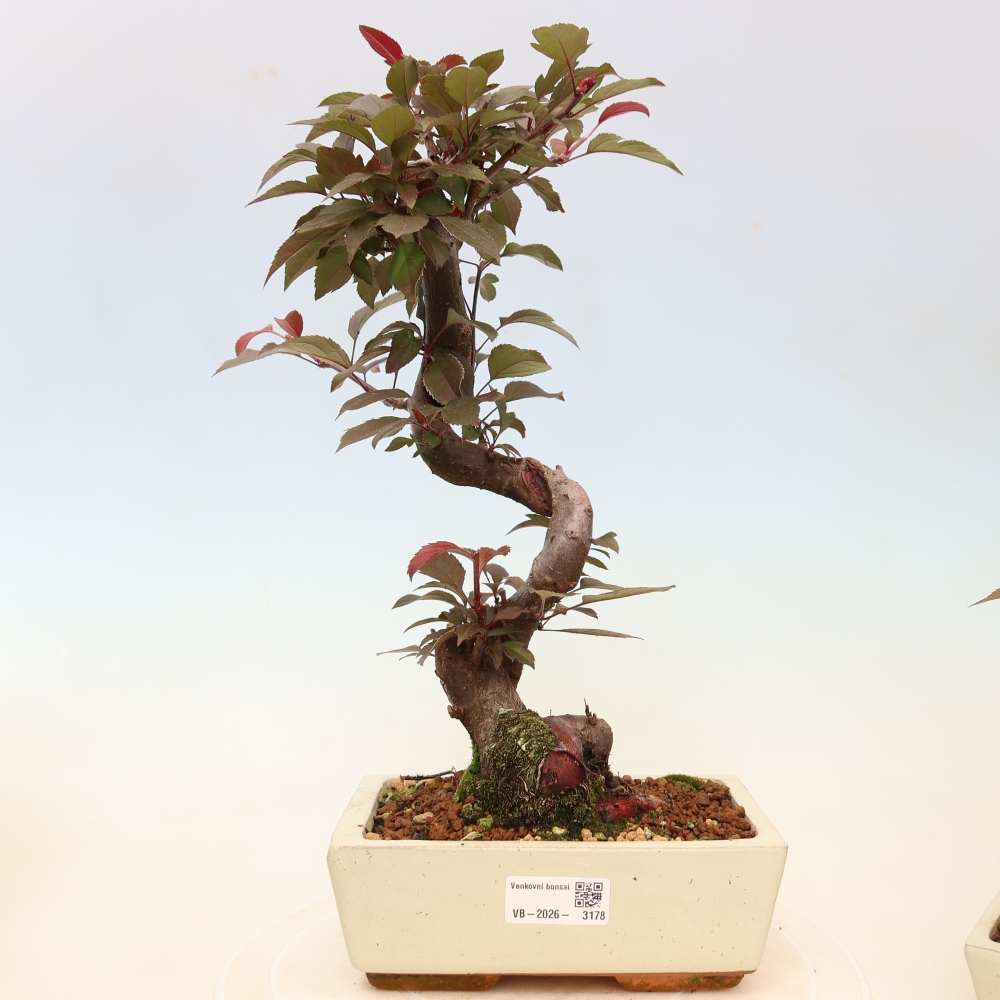 Bonsai voor buiten -Malus domestica - Roodbladige appelboom met kleine vruchten
