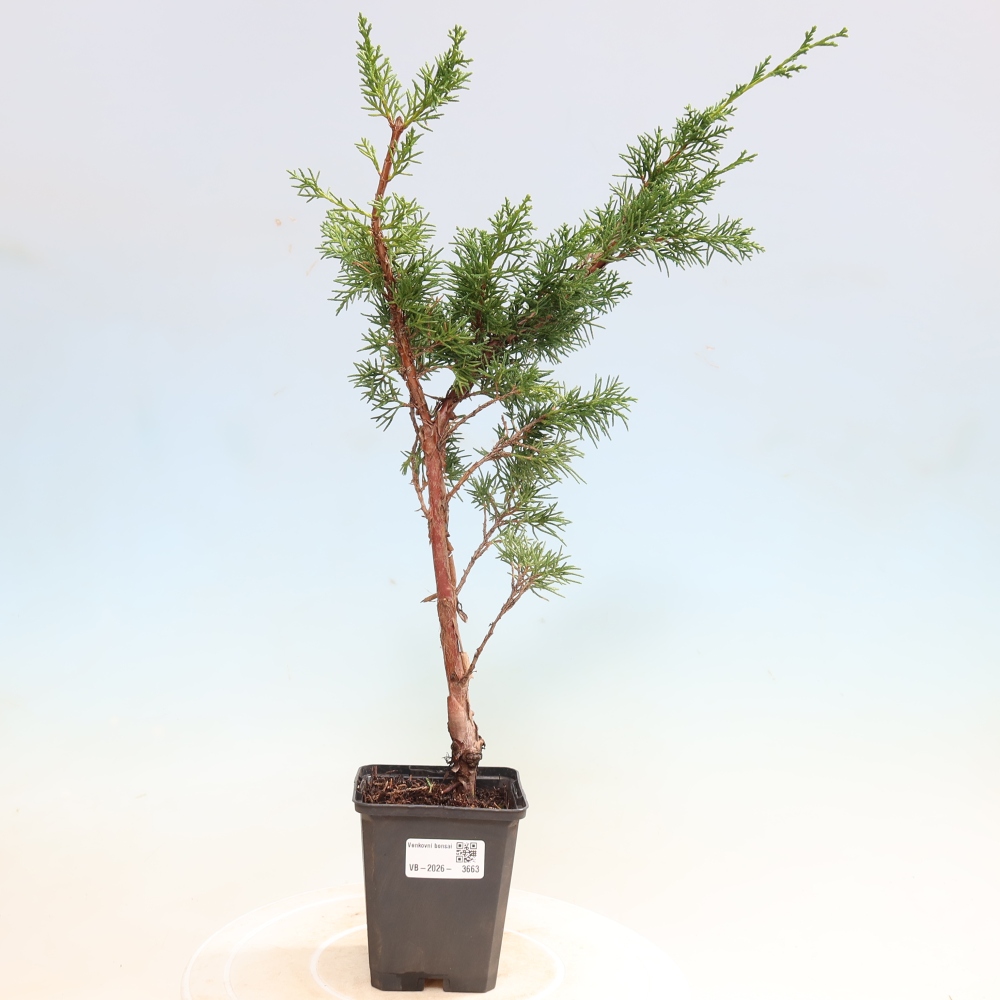 Bonsai voor buiten - Juniperus chinensis Kishu