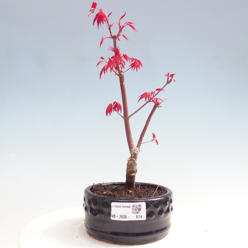 Bonsai voor buiten - Acer palmatum DESHOJO