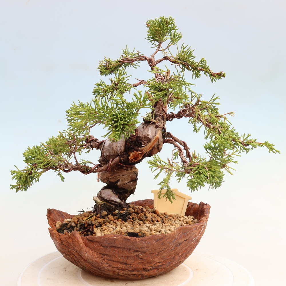 Bonsai voor buiten - Juniperus chinensis Itoigawa-Juniperus chinensis