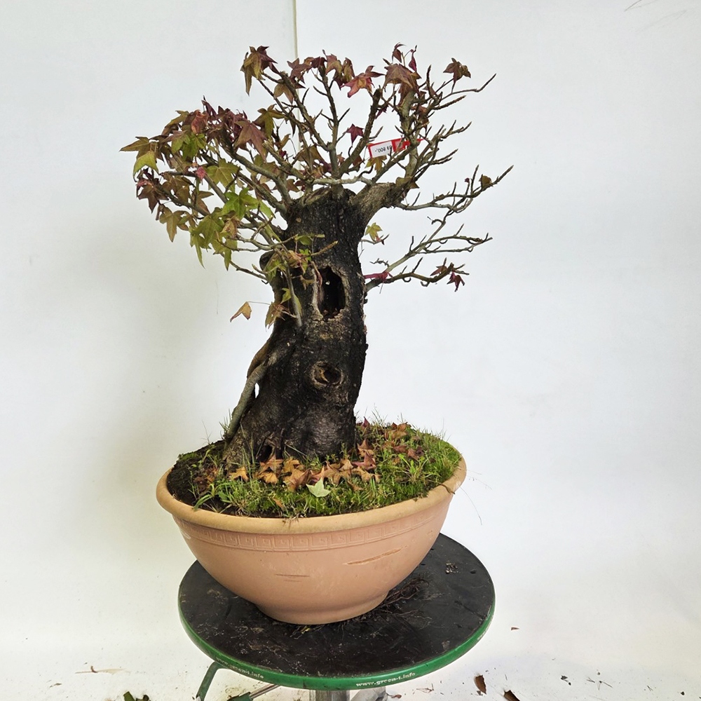 Bonsai voor buiten - Ambrosia - Liquidambar styraciflua