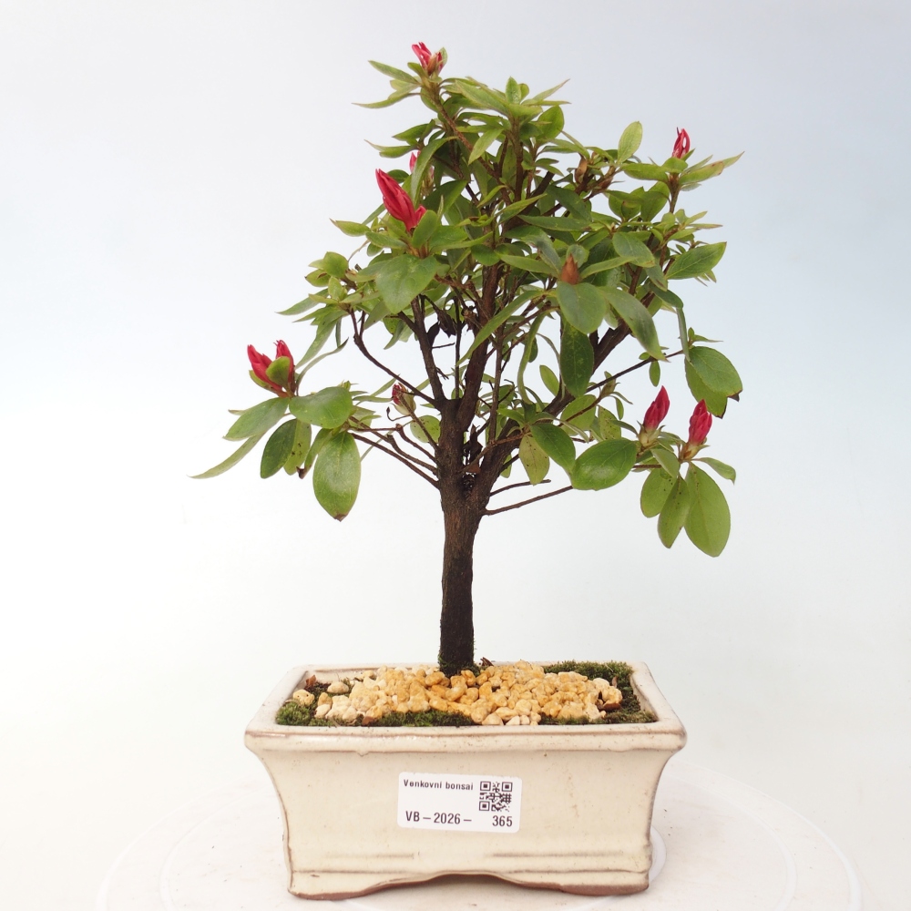 Bonsai voor buiten - Japanse azalea - Azalea sp.