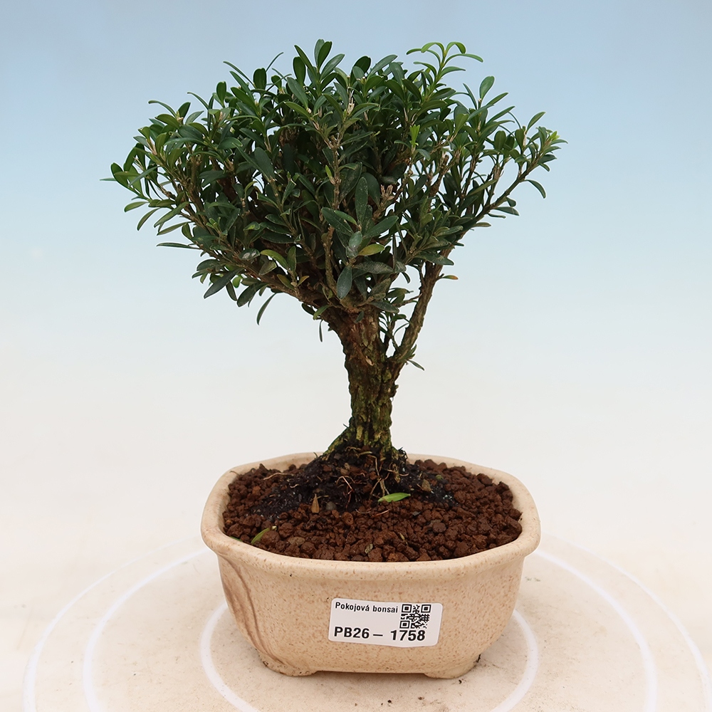 Kamerbonsai - Buxus harlandii - kurk buxus