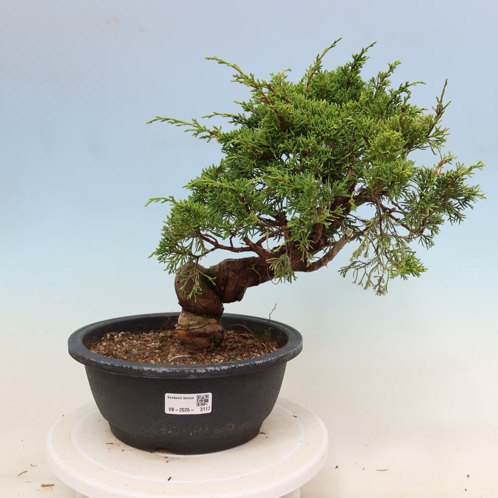 Bonsai voor buiten - Juniperus chinensis Itoigawa-Juniperus chinensis