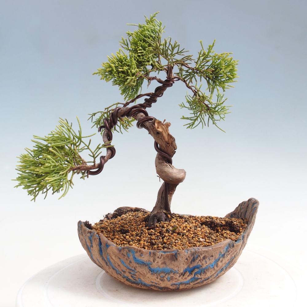 Bonsai voor buiten - Juniperus chinensis Kishu