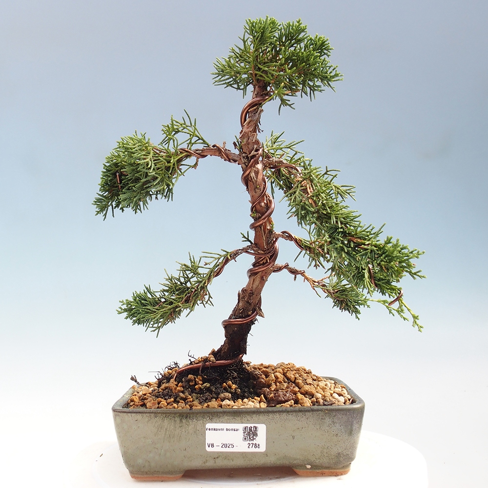 Bonsai voor buiten - Juniperus chinensis Kishu