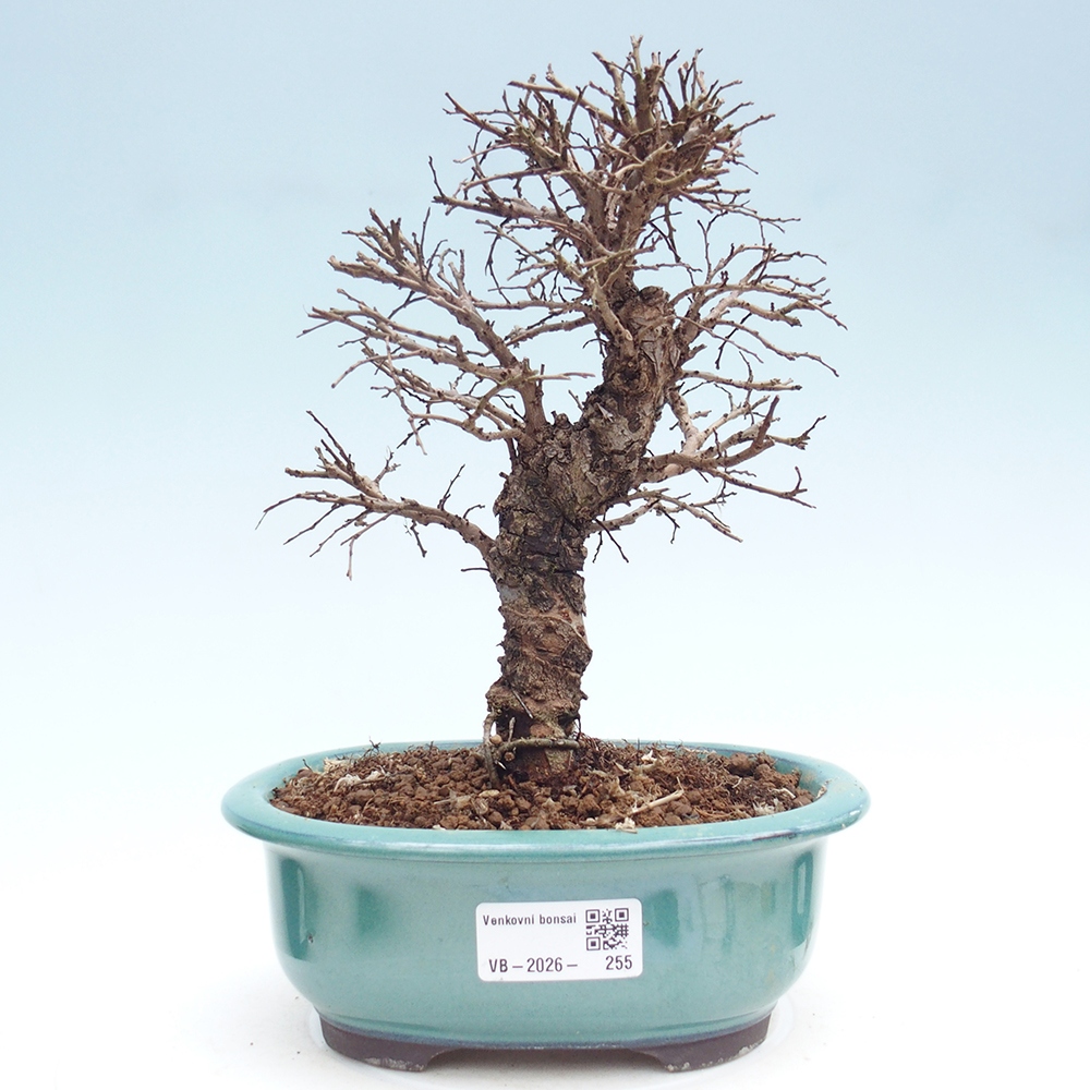 Bonsai voor buiten - Zelkova - Zelkova NIRE