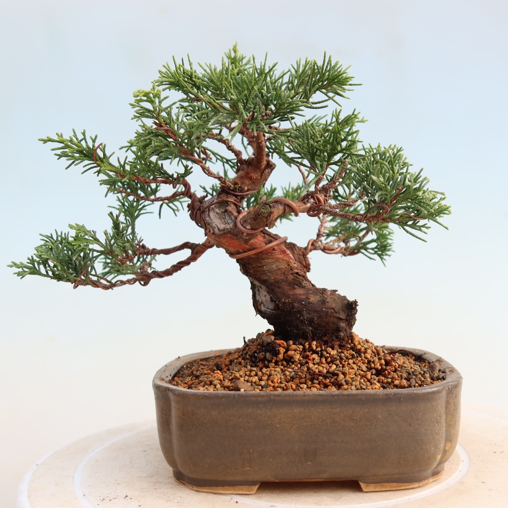 Bonsai voor buiten - Juniperus chinensis Itoigawa