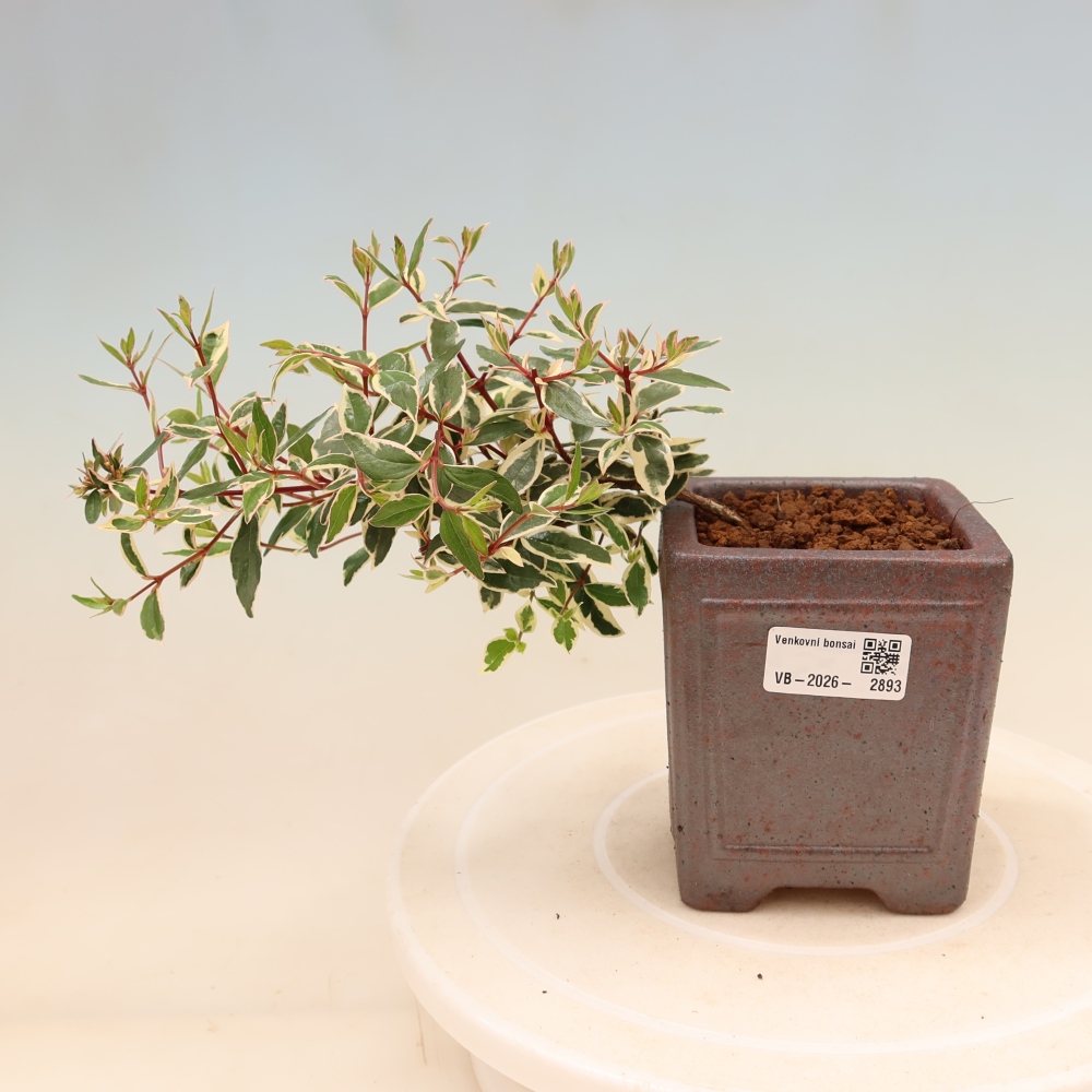 Buitenbonsai - Abelia gr. Confetti - Grootbloemige abelia