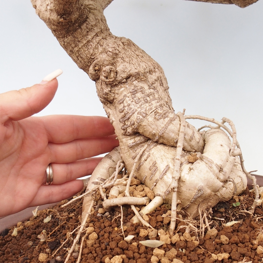 Bonsai voor buiten - Vistaria - Wisteria