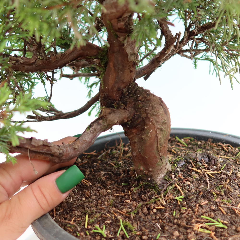 Bonsai voor buiten - Juniperus chinensis Itoigawa-Juniperus chinensis