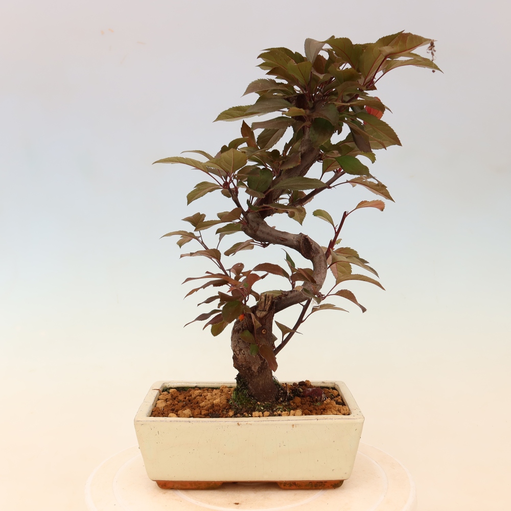 Bonsai voor buiten -Malus domestica - Roodbladige appelboom met kleine vruchten