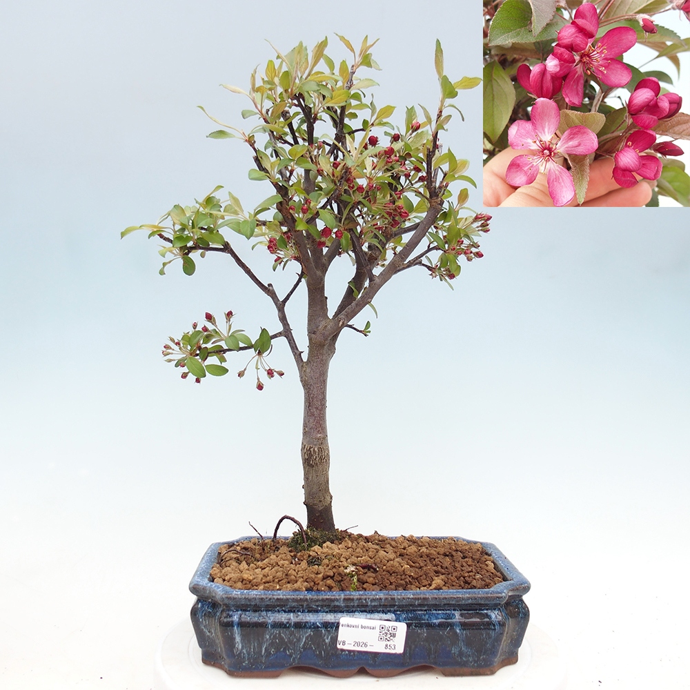 Bonsai voor buiten -Malus domestica - Roodbladige appelboom met kleine vruchten