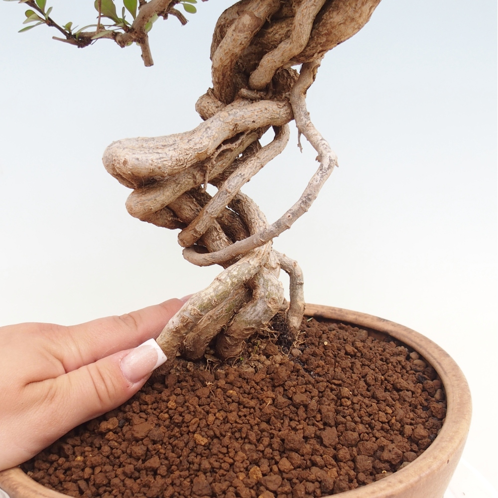 Bonsai voor buiten - Berberis coreana