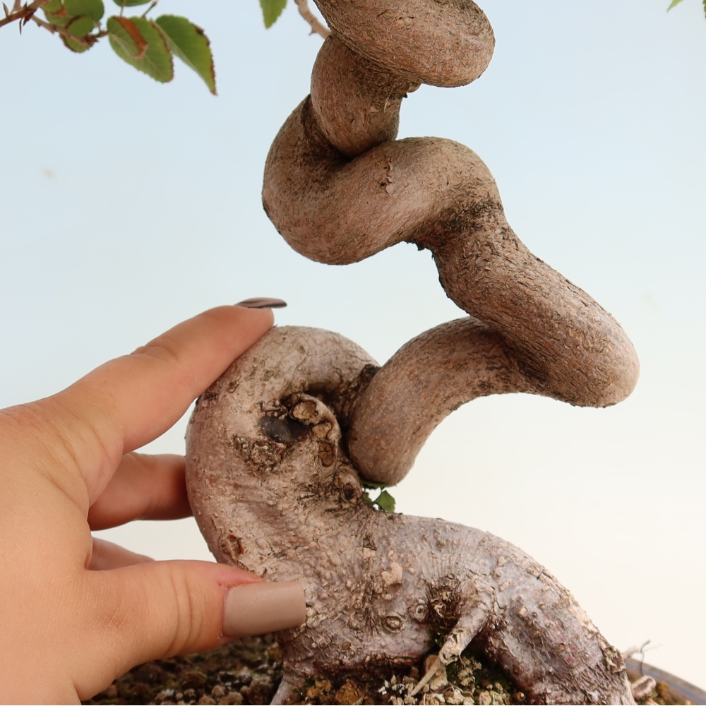 Bonsai voor buiten -Carpinus CARPINOIDES - Koreaanse haagbeuk