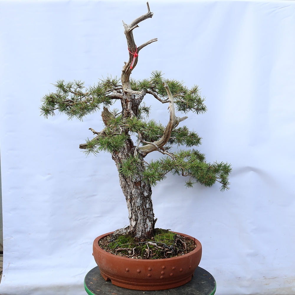 Pinus sylvestris Spanje - grove den