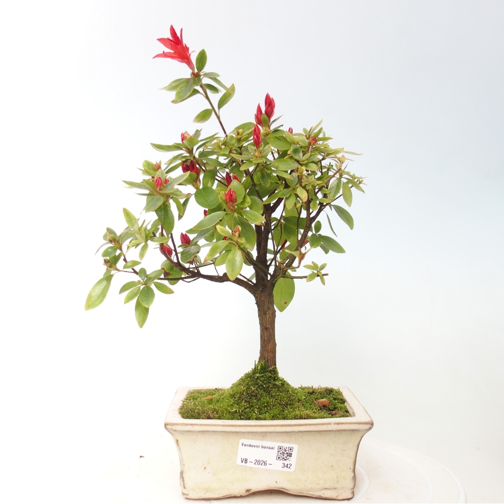 Bonsai voor buiten - Japanse azalea - Azalea sp.