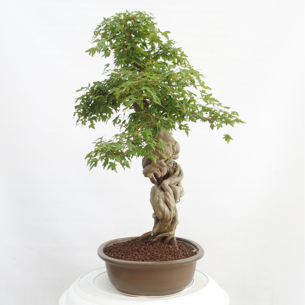 Bonsai voor buiten - Acer Buergerianum - Burgeresdoorn
