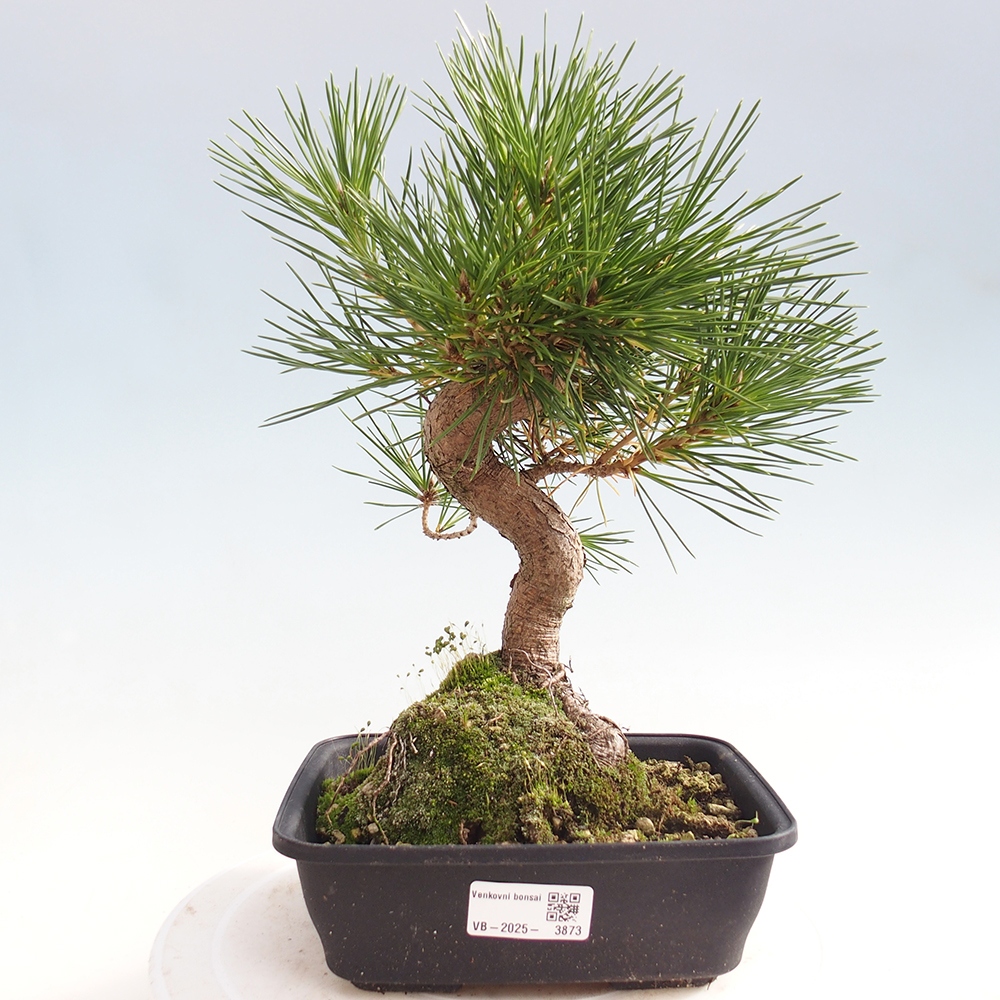 Bonsai voor buiten - Pinus thunbergii - Thunberg den