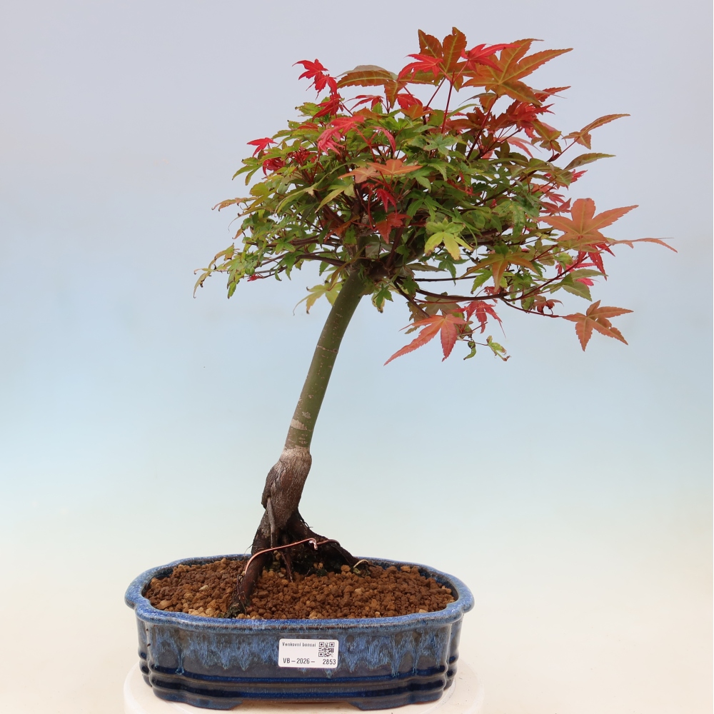 Noorse esdoorn - Acer palmatum Beni Tsukasa