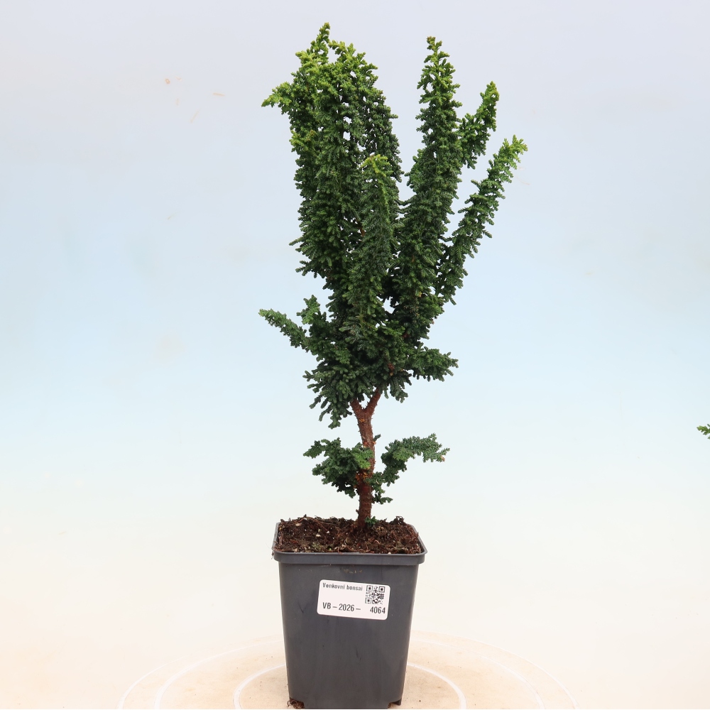 Bonsai voor buiten - Cham. obtusa SEKKA HINOKI - Cipres